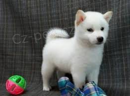 Prod�m �t��ata akita inu