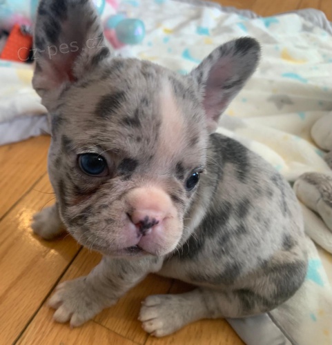 �istokrevn� �t��ata francouzsk�ho buldo�ka k adopci zdarma.