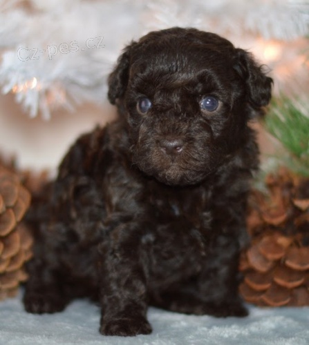 �t��ata trpasli��ho pudl�ka a feny k adopci.