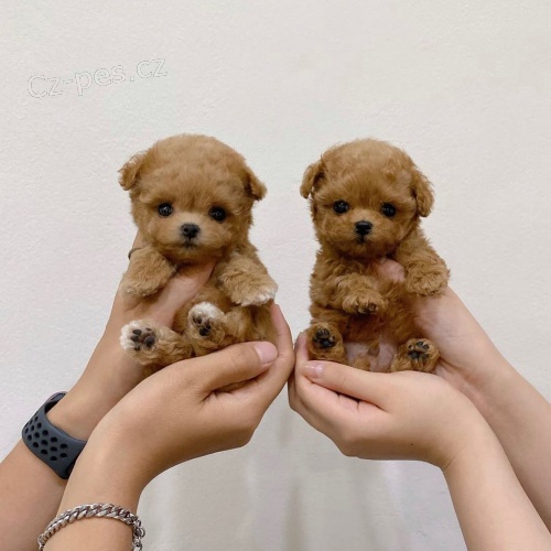 MINI toy Zdrav� a hygienicky vycvi�en� �t��ata pudla k adopci.