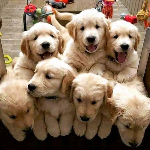 Prod�m �t��ata zlat�ho retr�vra.