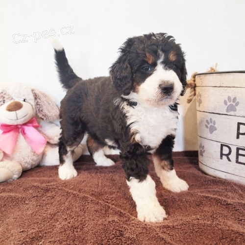�t��ata Bernedoodle na prodej.