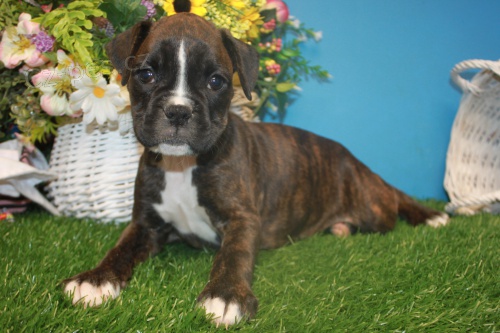 Prod�m kr�sn� a zdrav� o�kovan� �t��ata n�meck�ho boxera