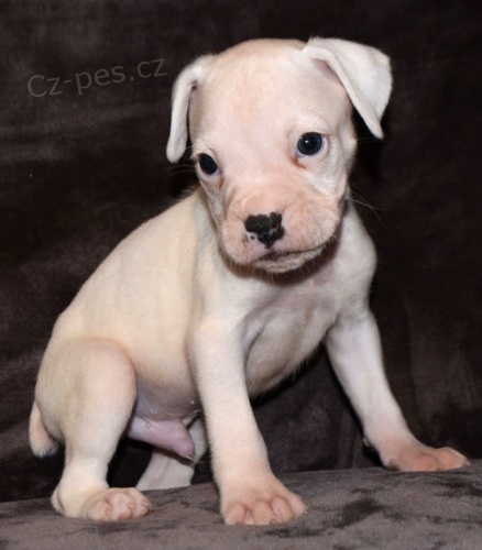 Prod�m kr�sn� a zdrav� o�kovan� �t��ata boxera