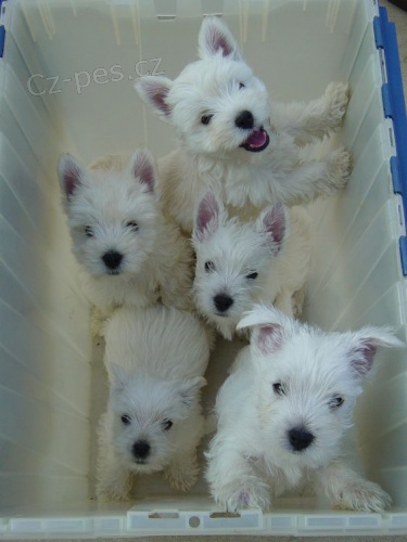 Prod�m zdrav� a o�kovan� mini �t��ata West Highland White Terriers