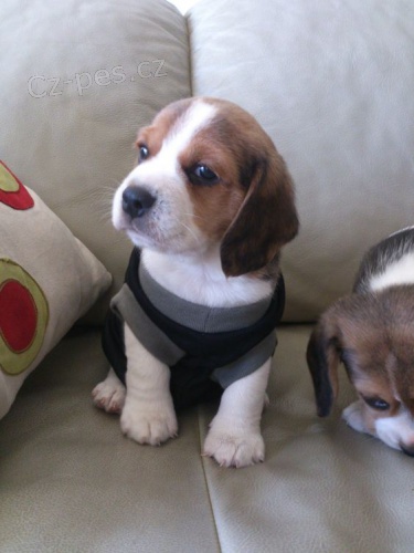 Prod�m kr�sn� a rozko�n� �t��ata b�gla.