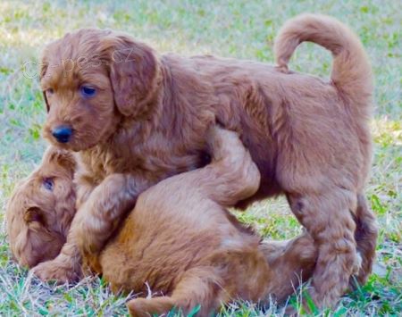 �t��ata australsk�ho Cobberdoga