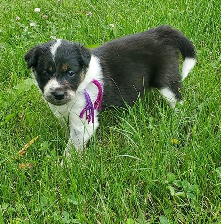 p��telsk� �t��ata bearded kolie k adopci