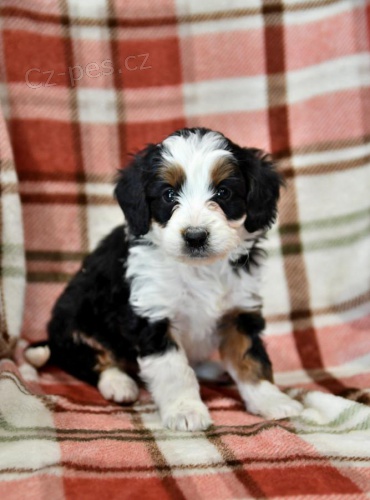 n�dhern� �t���tka Bernedoodle hledaj� v��n� domov
