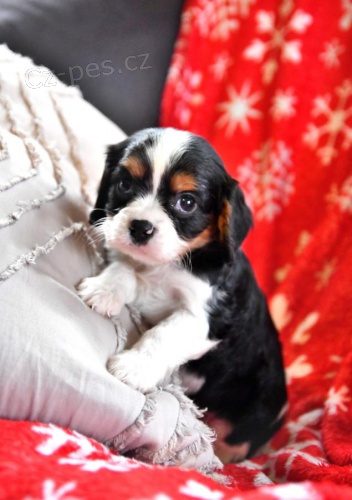 n�dhern� �t���tka kaval�r King Charles �pan�l hledaj� v��n� domov