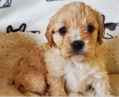 Rozko�n� �t���tka Cavapoo jsou p�ipravena k prodeji.