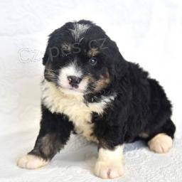 Mini Bernedoodle �t��ata.