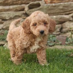 Mini Goldendoodle �t��ata.