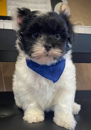 Velk� Pyreneje Mix �t��ata.