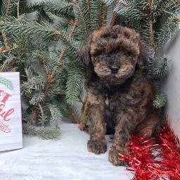 Sladk� pudlo (hra�ka) �t��ata.