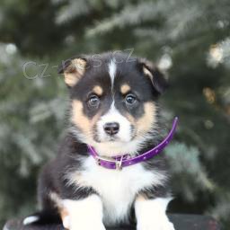 Rozko�n� vel�sk� �t���tka Corgi.