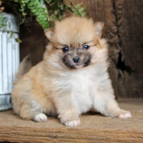 Pomeranian �t��ata k adopci. Jsou o�kovan� a od�erven�.