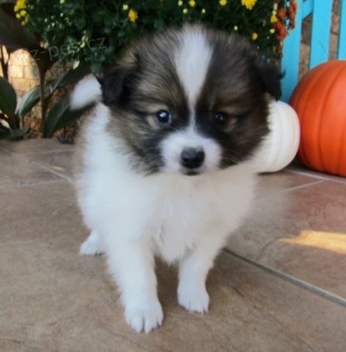 Pomeranian �t��ata k adopci. Jsou o�kovan� a od�erven�.