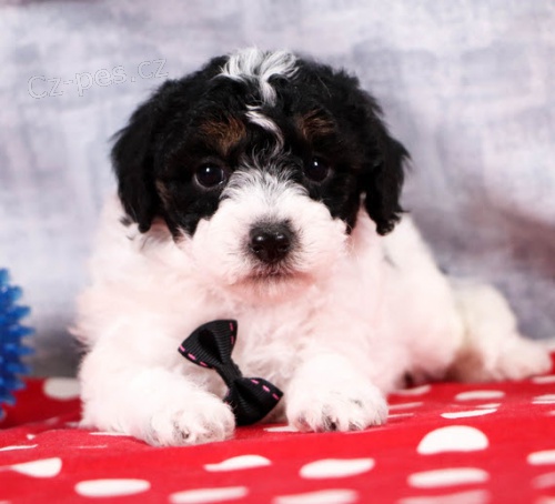 Prod�m �t��ata bi�onka poo. 