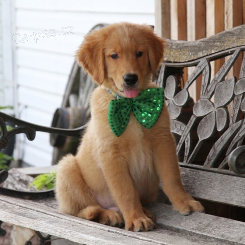 Prod�m ZDRAV� a O�KOVAN� �t��ata zlat�ho retr�vra.