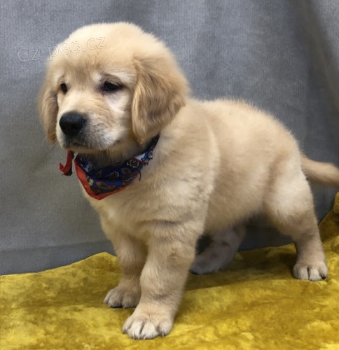 Prod�m ZDRAV� a O�KOVAN� �t��ata zlat�ho retr�vra.