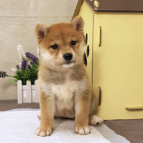Prod�m �t��ata shiba inu. �t���tka jsou o�kovan�, od�erven� a p�ipravena j�t do nov� rodiny a domova.