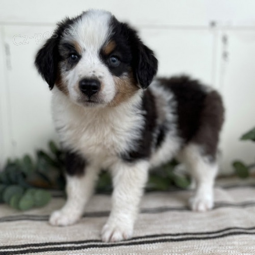 Prod�m roztomil� �t��ata australsk�ho ov��ka �t���tka jsou o�kovan�, od�erven� a p�ipravena j�t do nov� rodiny a domova.