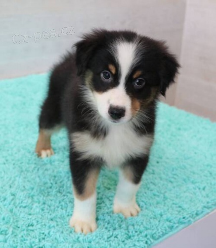 Prod�m roztomil� �t��ata australsk�ho ov��ka �t���tka jsou o�kovan�, od�erven� a p�ipravena j�t do nov� rodiny a domova.