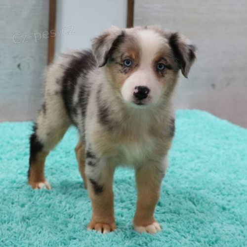 Prod�m roztomil� �t��ata australsk�ho ov��ka �t���tka jsou o�kovan�, od�erven� a p�ipravena j�t do nov� rodiny a domova.