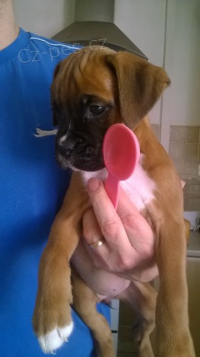 Kr�sn� �t��ata n�meck�ch boxer� na prodej. K prodeji m�me n�kolik o�kovan�ch a od�erven�ch vrh� �t��at boxer�.