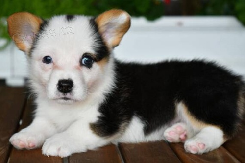 krsn a andlsk tata Pembroke Welsh Corgi na prodej.