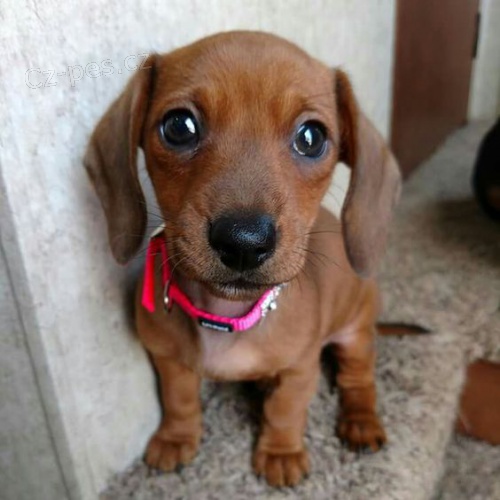 Prod�m zdrav� �t��ata jezev��k�