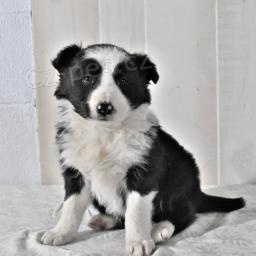 �t��ata border kolie.