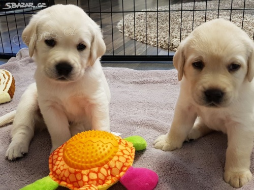 Labrador - smetanov�, �lut� �t���tka s PP