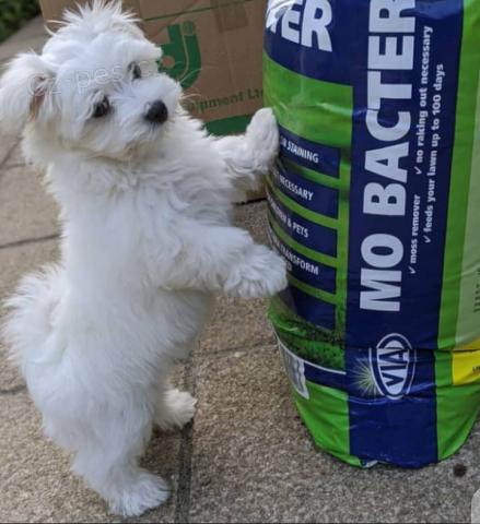 N�dhern� maltsk� �t��ata.