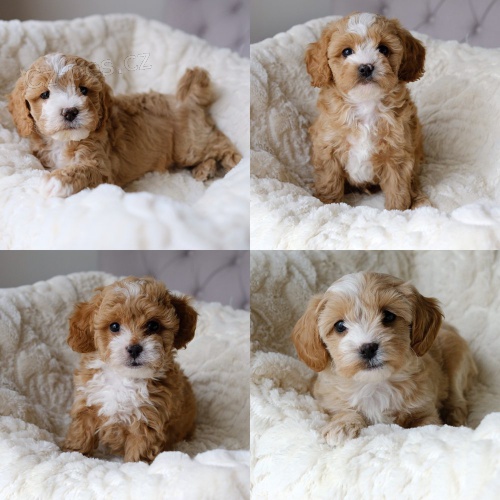 Prod�m zdrav� �t��ata Cavapoo.
