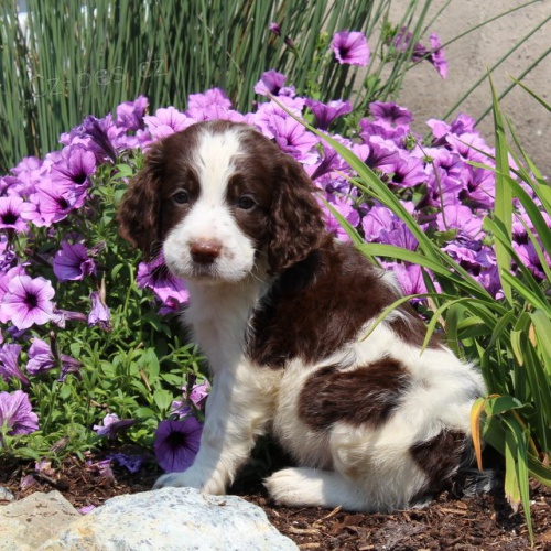 Prod�m �t��ata anglick�ho �pringr�pan�la.