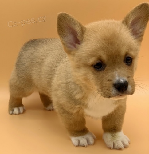 Prod�m �t��ata Pembroke Welsh Corgi.
