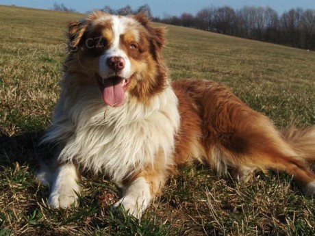 Koup�m �t�n� Australsk�ho ov��k