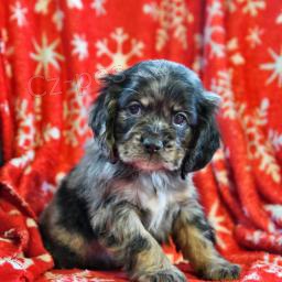 Miluj�c� �t��ata kokr�pan�la.