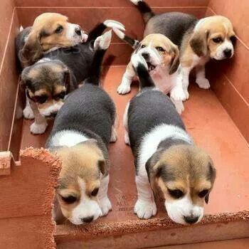 �t��ata b�gla k dispozici a p�ipravena k prodeji.