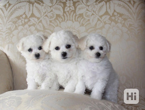 Rozko�n� samec a samice bi�onk� �t��ata