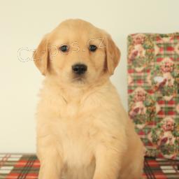 �t��ata zlat�ho retr�vra.