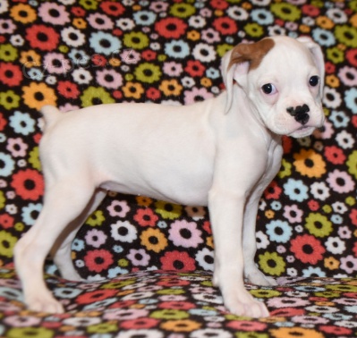 Kr�sn� �t���tka boxera k adopci