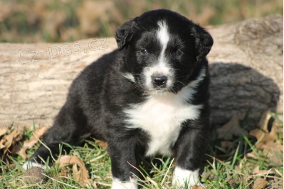 Kr�sn� �t���tka australsk�ho ov��ka k adopci