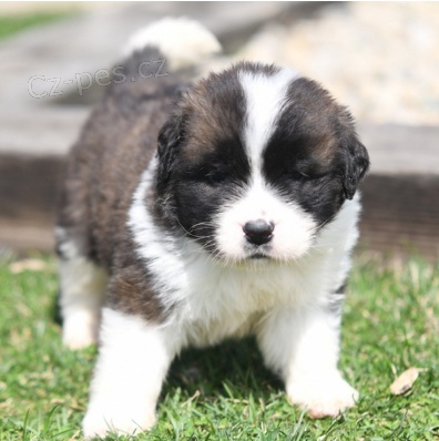 Kr�sn� �t��ata Saint Bernard k adopci