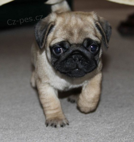 �t��ata Mops� na prodej