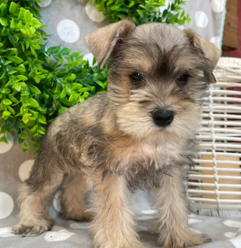 Zdrav� a kr�sn� �t��ata mal�ho kn�ra�e a pejska na prodej.