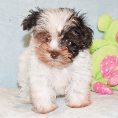 Prod�m �t��ata mal�ho kn�ra�e.