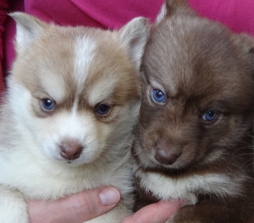 Kr�sn� �t��ata Pomskies na prodej (k��enec sibi�sk� a pomeranian)